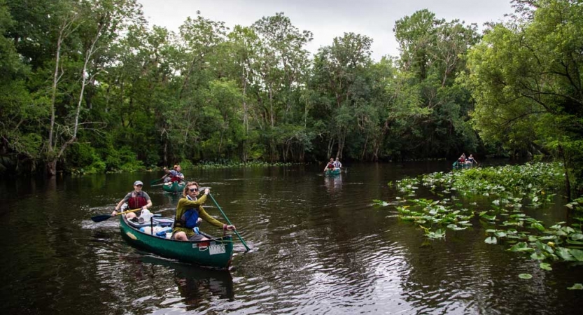 A group of people paddle four canoes on a calm river, surrounded by lily pads and green trees